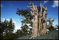 Old Bristlecone pine tree. Great Basin National Park, Nevada, USA. (color)