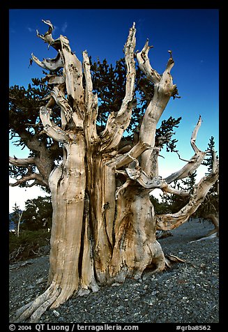 Ancient Bristlecone pine tree. Great Basin National Park (color)