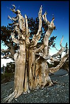 Ancient Bristlecone pine tree. Great Basin National Park, Nevada, USA.