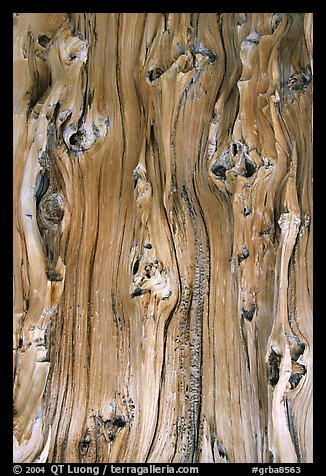 Detail of trunk of Bristlecone pine tree. Great Basin National Park, Nevada, USA.