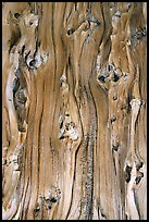 Detail of trunk of Bristlecone pine tree. Great Basin National Park, Nevada, USA. (color)