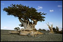 Twisted small Bristlecone pine tree. Great Basin National Park, Nevada, USA.