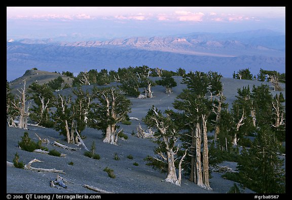 Bristlecone Pine trees grove, sunset. Great Basin National Park, Nevada, USA.