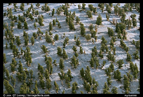 Grove of Bristlecone Pines on hillside near Mt Washington, morning. Great Basin National Park (color)