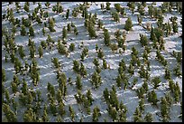 Grove of Bristlecone Pines on hillside near Mt Washington, morning. Great Basin National Park, Nevada, USA.