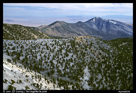 Mountains covered with Bristlecone Pines near Mt Washington, morning. Great Basin National Park, Nevada, USA.