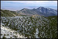 Mountains covered with Bristlecone Pines near Mt Washington, morning. Great Basin National Park, Nevada, USA. (color)