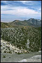 Slopes covered with Bristlecone Pine trees seen from Mt Washington, morning. Great Basin National Park, Nevada, USA.