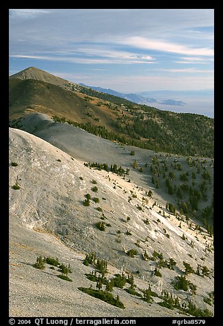 Bristlecone Pine trees and multi-hued peaks, Snake range seen from Mt Washington, morning. Great Basin National Park (color)