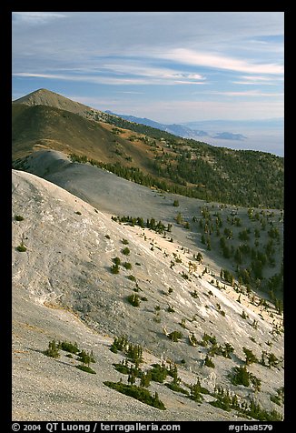 Bristlecone Pine trees and multi-hued peaks, Snake range seen from Mt Washington, morning. Great Basin National Park, Nevada, USA.