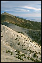 Bristlecone Pine trees and multi-hued peaks, Snake range seen from Mt Washington, morning. Great Basin National Park, Nevada, USA. (color)