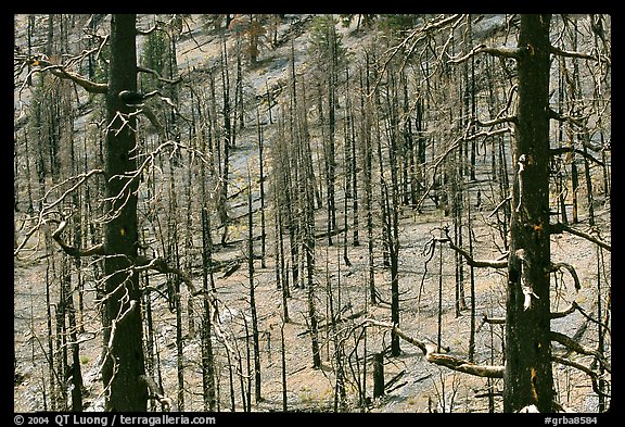 Burned Forest. Great Basin  National Park (color)