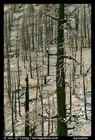 Slopes with burned forest. Great Basin National Park (color)