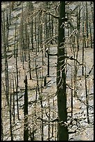 Slopes with burned forest. Great Basin National Park, Nevada, USA.