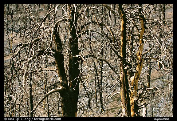 Burned Forest. Great Basin  National Park (color)