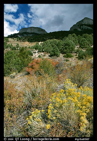 Sage in bloom and Snake Range. Great Basin National Park, Nevada, USA.