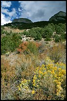 Sage in bloom and Snake Range. Great Basin National Park ( color)