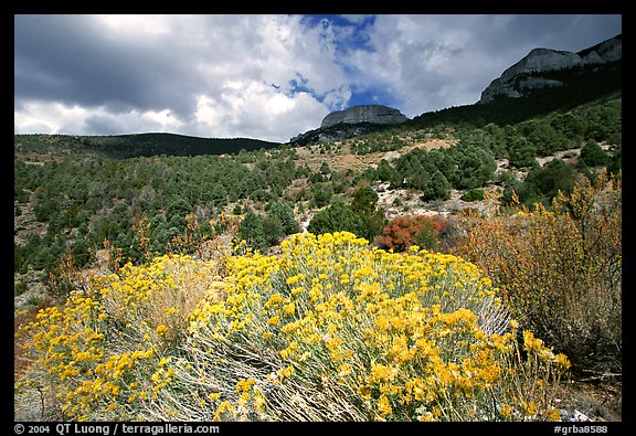 Sage in bloom and Snake Range. Great Basin National Park (color)