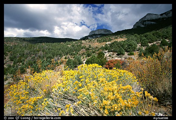 Sage in bloom and Snake Range. Great Basin National Park, Nevada, USA.