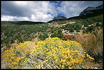 Sage in bloom and Snake Range. Great Basin National Park, Nevada, USA.