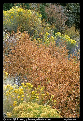 Sagebrush in bloom. Great Basin National Park (color)