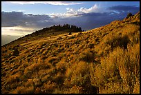 Sage covered slopes at sunset, Snake Range. Great Basin National Park, Nevada, USA. (color)