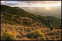 Sage covered slopes and Spring Valley. Great Basin National Park, Nevada, USA. (color)
