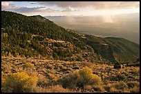 Sage covered slopes and Spring Valley. Great Basin National Park ( color)