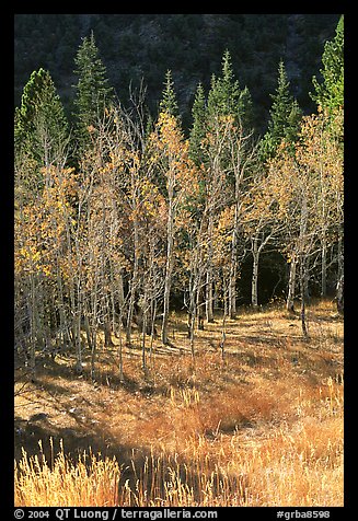 Aspens in fall color. Great Basin National Park, Nevada, USA.