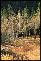 Aspens in fall color. Great Basin National Park, Nevada, USA.