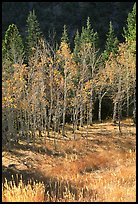 Aspens in fall color. Great Basin National Park, Nevada, USA. (color)