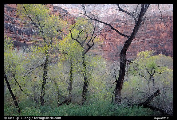 Autumn Colors in Havasu Canyon. Grand Canyon National Park (color)