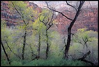 Autumn Colors in Havasu Canyon. Grand Canyon National Park, Arizona, USA. (color)