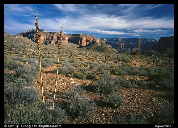 Agave flower skeletons and mesas in Surprise Valley. Grand Canyon National Park, Arizona, USA.