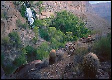 Barrel cacti and Thunder Spring, early morning. Grand Canyon National Park, Arizona, USA.