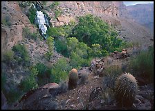 Barrel cacti and Thunder Spring, early morning. Grand Canyon  National Park ( color)