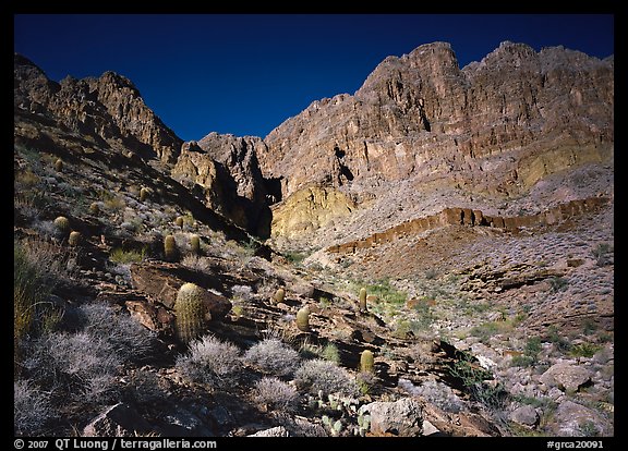 Barrel cactus and Redwall from below. Grand Canyon  National Park (color)