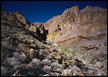 Barrel cactus and Redwall from below. Grand Canyon National Park, Arizona, USA. (color)