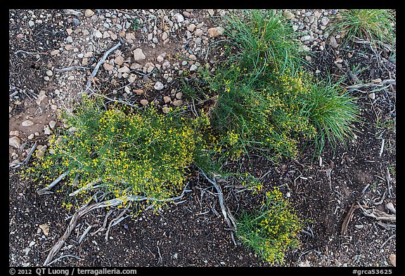 Ground close-up with flowers and gravel. Grand Canyon National Park, Arizona, USA.