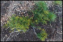 Ground close-up with flowers and gravel. Grand Canyon National Park ( color)