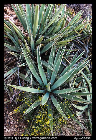 Narrow Leaf Yucca plants. Grand Canyon National Park (color)