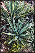 Narrow Leaf Yucca plants. Grand Canyon National Park ( color)