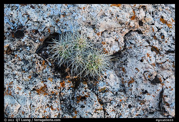 Cactus growing on rock with lichen. Grand Canyon National Park (color)