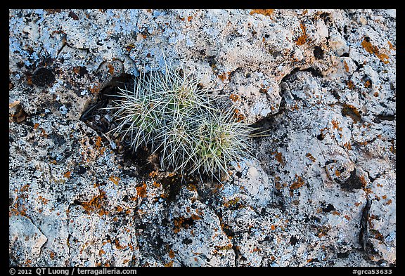 Cactus growing on rock with lichen. Grand Canyon National Park, Arizona, USA.