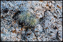 Cactus growing on rock with lichen. Grand Canyon National Park, Arizona, USA.