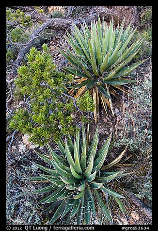Narrowleaf yuccas and pinyon pine sapling. Grand Canyon National Park, Arizona, USA.