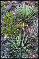 Narrowleaf yuccas and pinyon pine sapling. Grand Canyon National Park ( color)