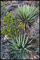 Narrowleaf yuccas and pinyon pine sapling. Grand Canyon National Park ( color)