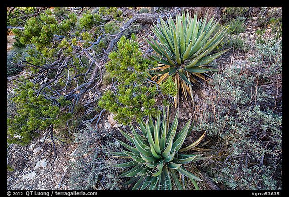 Narrowleaf yuccas and pinyon pine. Grand Canyon National Park, Arizona, USA.