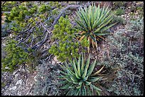 Narrowleaf yuccas and pinyon pine. Grand Canyon National Park ( color)